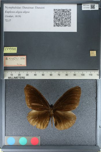 Media type: image;   Entomology 160962